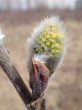 Salix abscondita