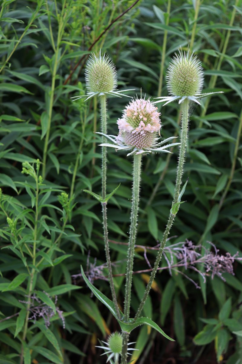 Image of Dipsacus sativus specimen.