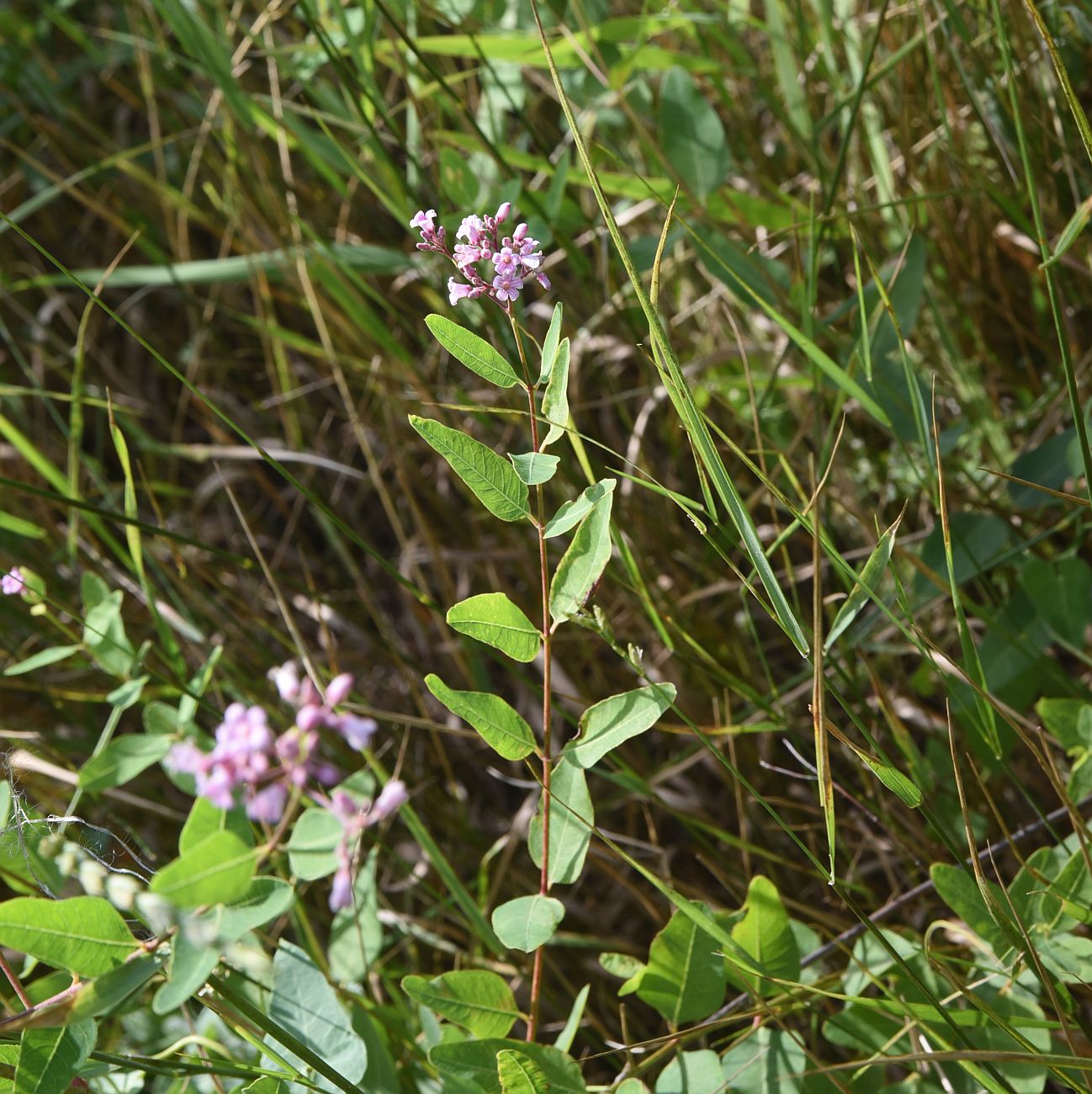 Image of Trachomitum sarmatiense specimen.