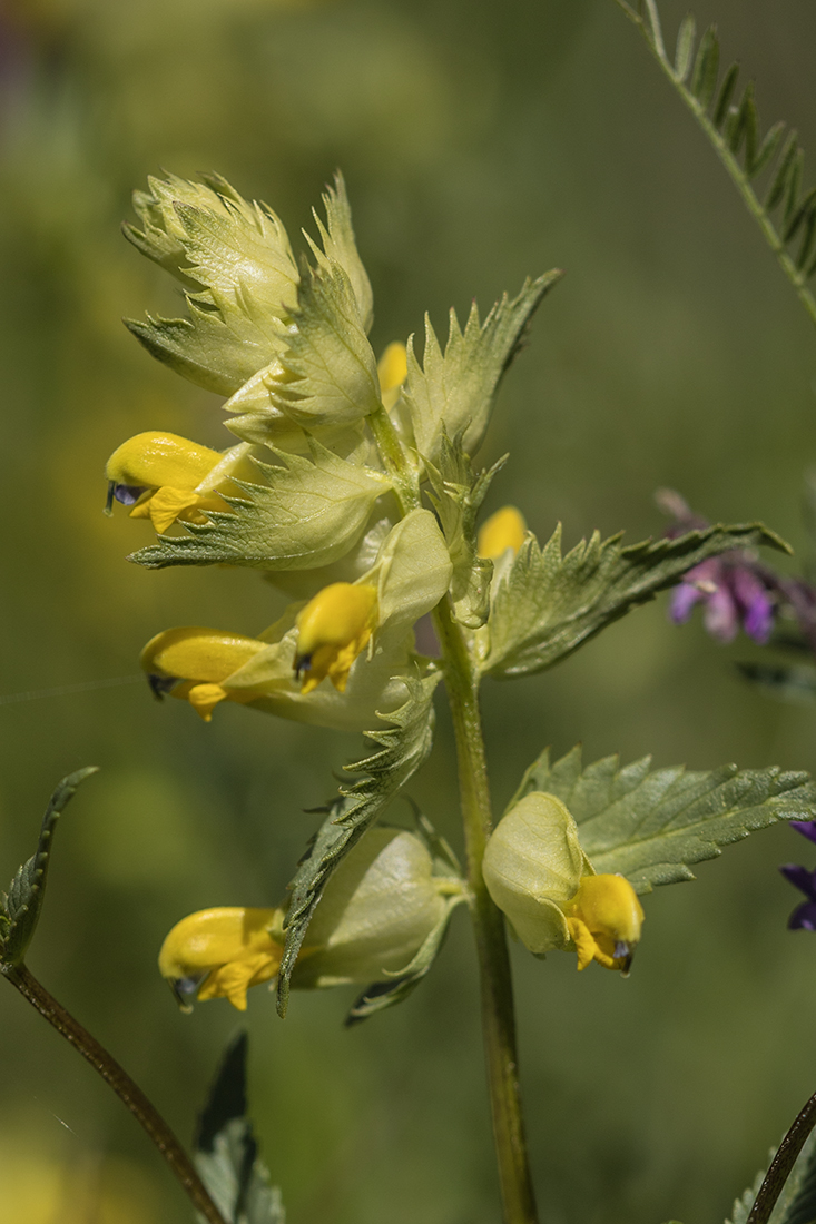 Изображение особи род Rhinanthus.