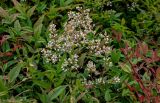 Nandina domestica