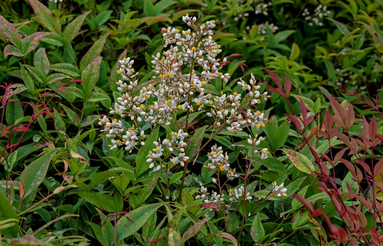 Изображение особи Nandina domestica.