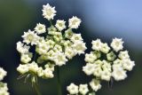 семейство Apiaceae. Часть соцветия. Приморский край, Уссурийский гор. округ, с. Монакино, луг на небольшой сопке. 18.08.2024.