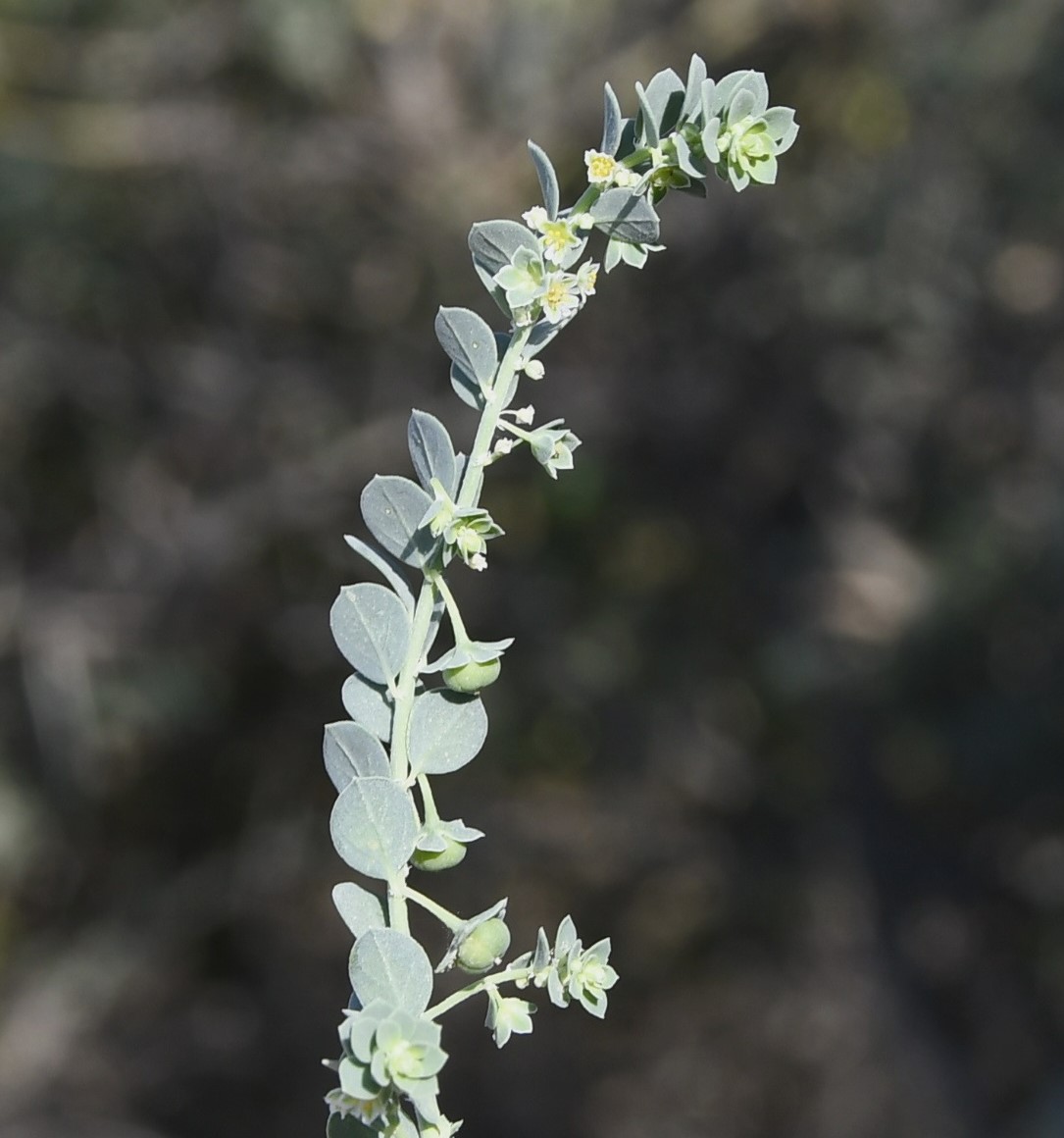 Image of Andrachne telephioides specimen.