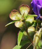 Scutellaria baicalensis. Плоды. Приморский край, Октябрьский р-н, окр. с. Новогеоргиевка, дол. р. Раздольная на левом берегу, на остепнённом склоне. 13.09.2024.