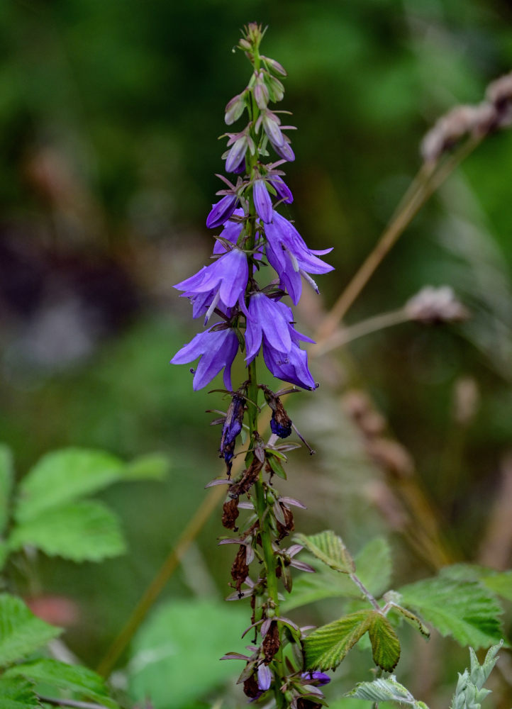 Image of Campanula rapunculoides specimen.