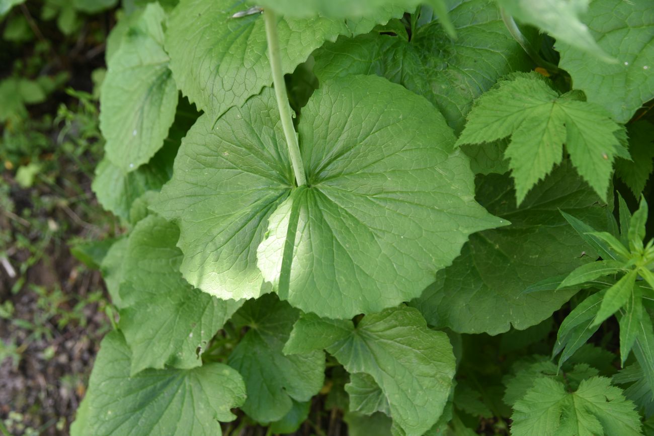 Image of Valeriana tiliifolia specimen.