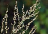 Artemisia vulgaris. Верхушки побегов с соцветиями. Московская обл., Раменский р-н, окр. дер. Хрипань, садовый участок. 31.08.2024.