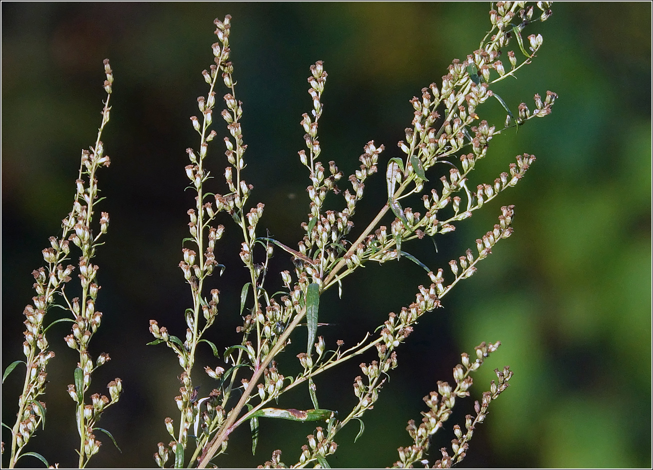 Изображение особи Artemisia vulgaris.