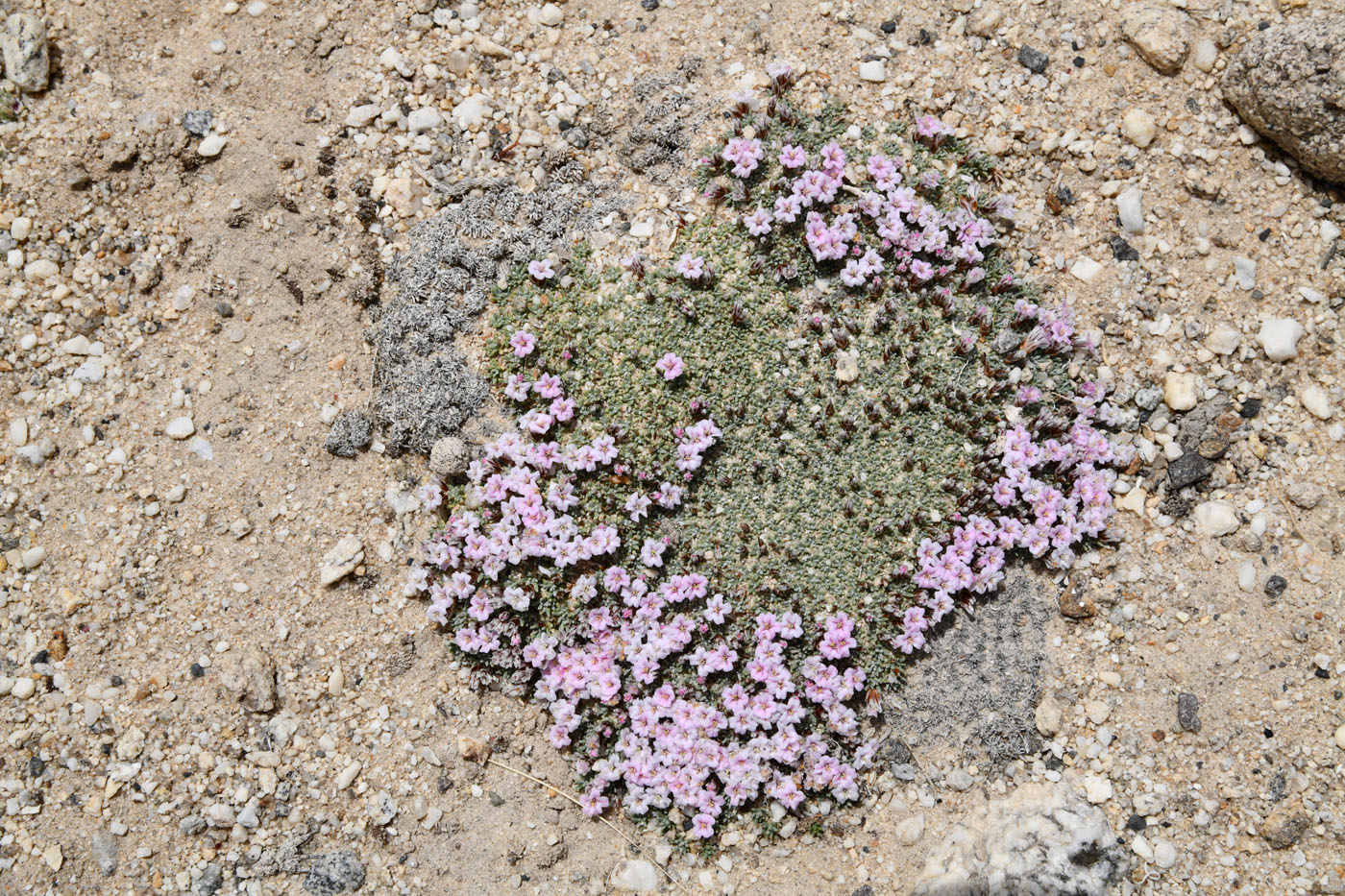 Изображение особи Acantholimon diapensioides.