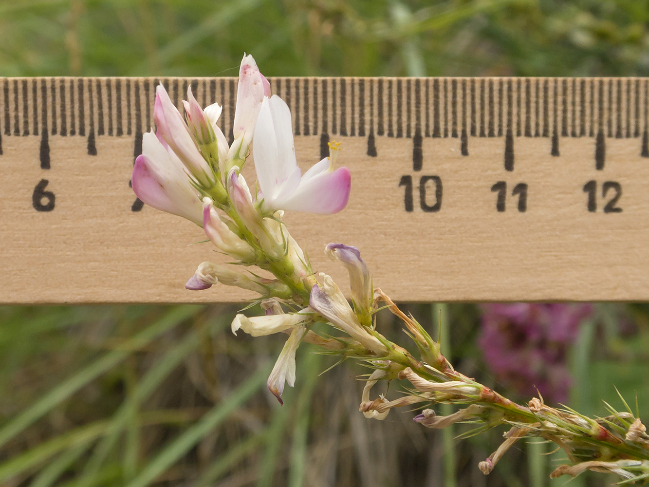 Image of Onobrychis petraea specimen.