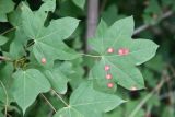 Acer turkestanicum. Листья пораженные галлами(?). Таджикистан, Гиссарский хр., басс. р. Варзоб, ущ. р. Кондара, ≈ 1400 м н.у.м., саванноидное сообщество. 23 июня 2024 г.