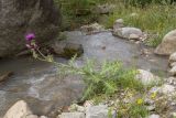 genus Cirsium