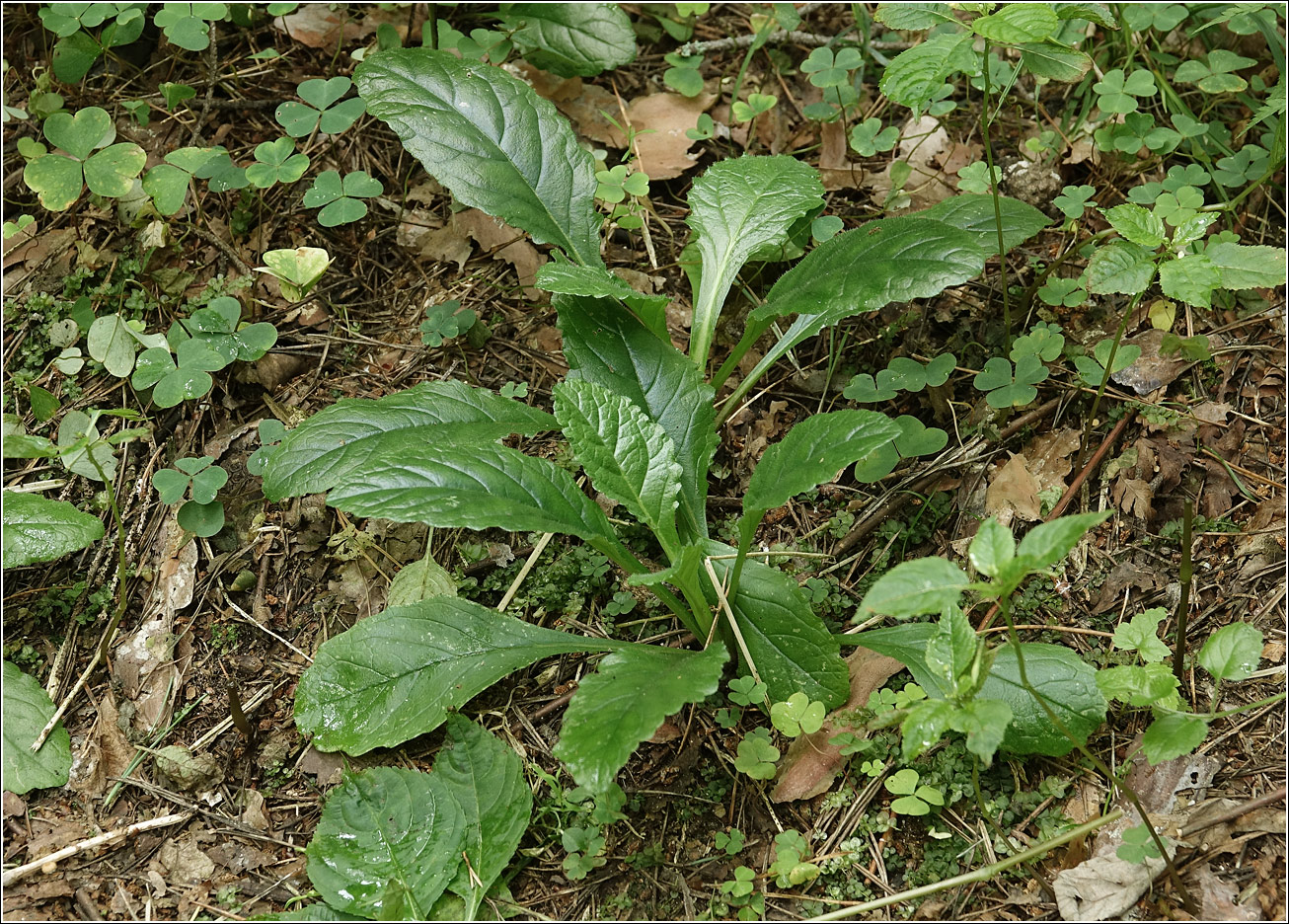 Image of Erigeron annuus specimen.