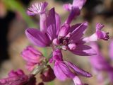 Polygala comosa. Верхушка соцветия с цветками и бутонами. Крым, Южный Берег, окр. с. Лучистое, гора Южная Демерджи, на каменисто-глинистом склоне. 03.06.2024.