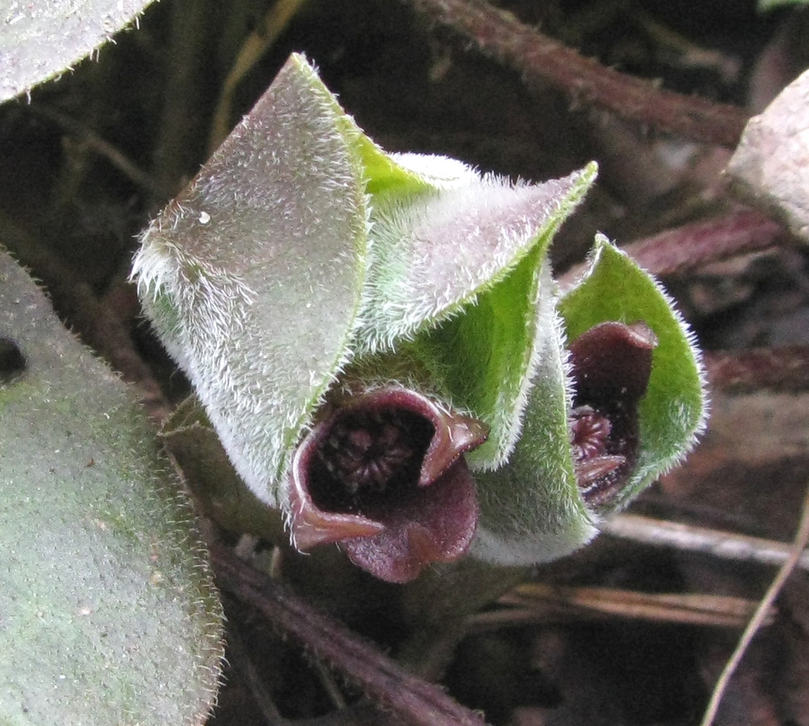 Image of Asarum europaeum specimen.