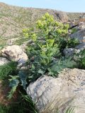 Megacarpaea orbiculata. Цветущее растение. Казахстан, Туркестанская обл., Байдибекский р-н, хр. Сырдарьинский Каратау, ур. Ак-Мечеть, предгорья, на склоне среди крупных камней. 29 марта 2025 г.