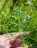 Смотреть изображение Carum carvi