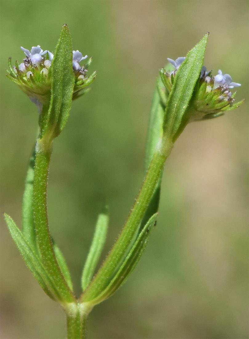 Изображение особи Valerianella dactylophylla.