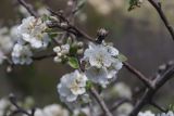 View full-size image Pyrus elaeagrifolia