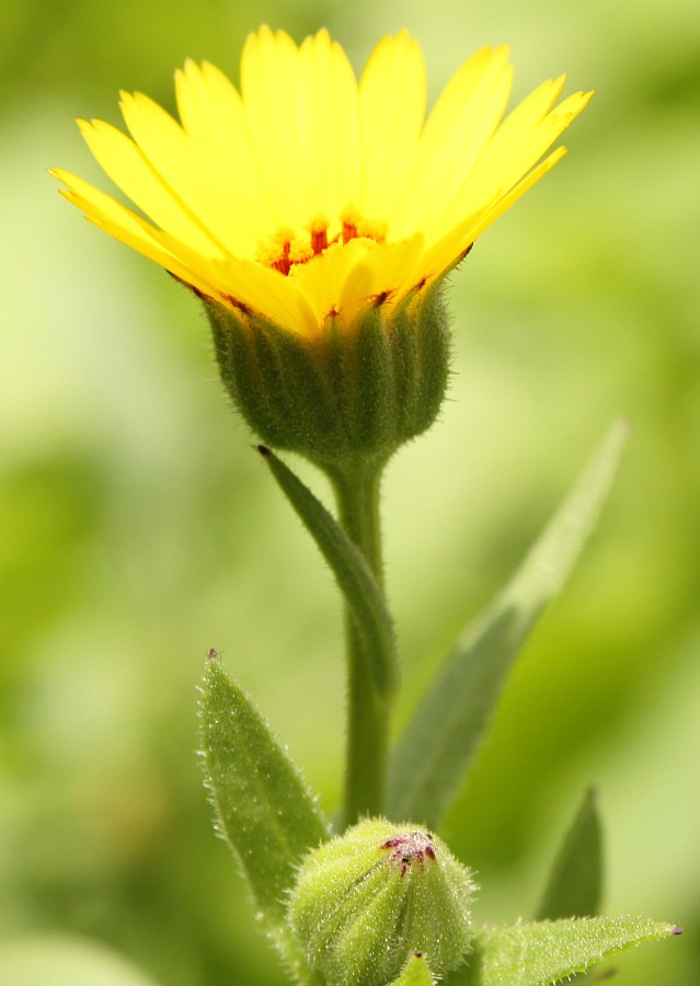 Image of Calendula arvensis specimen.