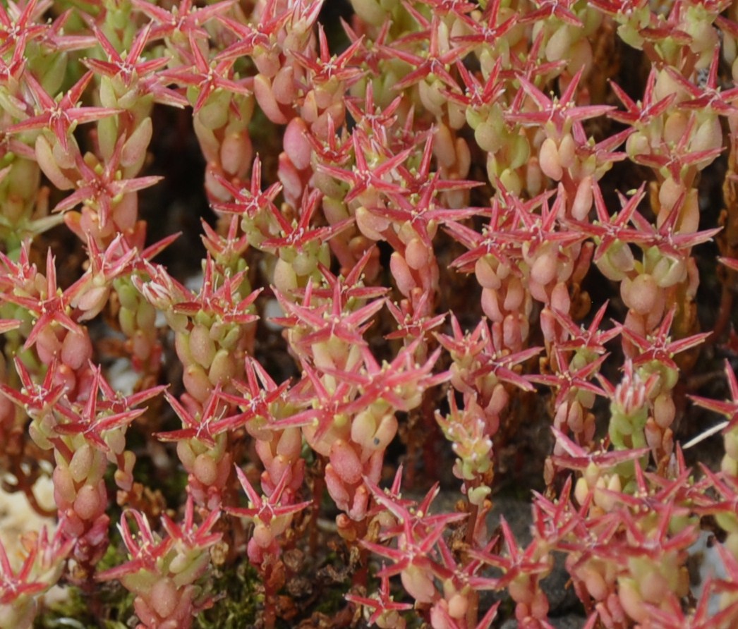 Image of Sedum cespitosum specimen.