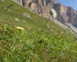 View full-size image Taraxacum confusum