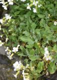 View full-size image Arabis caucasica