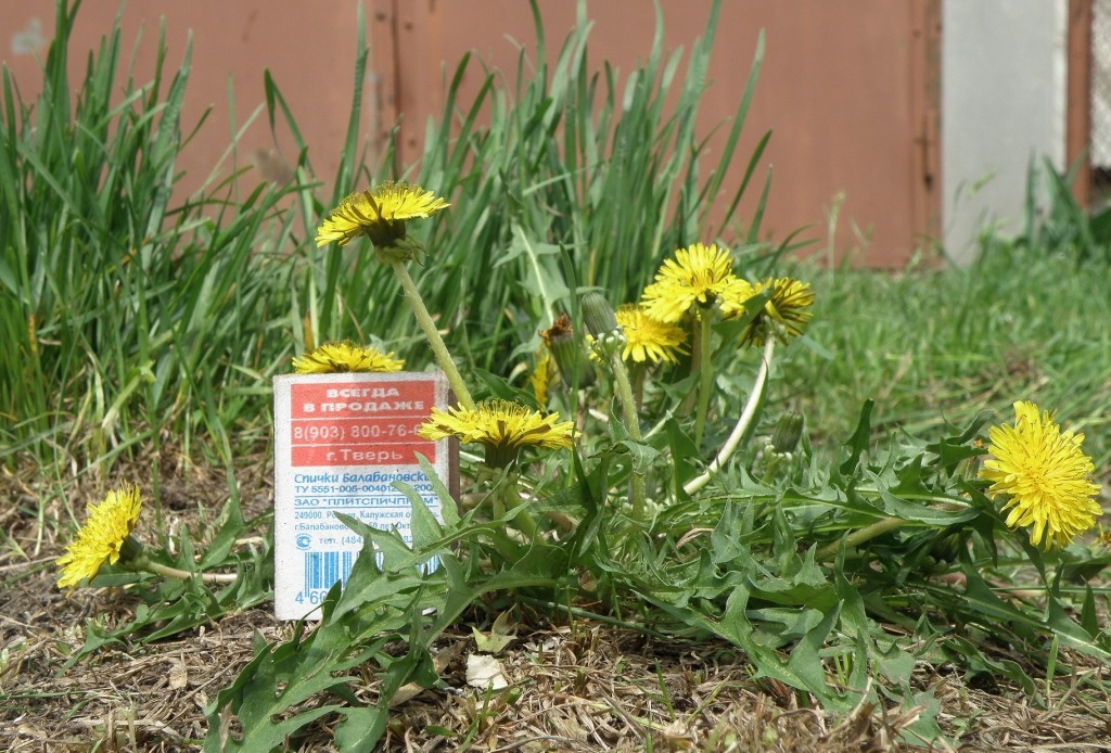 Image of genus Taraxacum specimen.