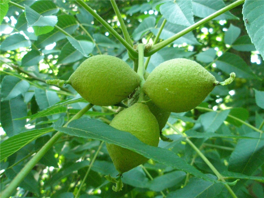 Image of Juglans mandshurica specimen.