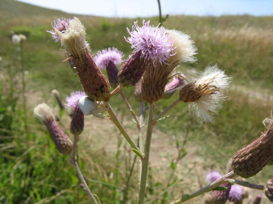 Изображение особи Cirsium incanum.