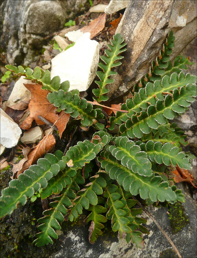 Изображение особи Ceterach officinarum.