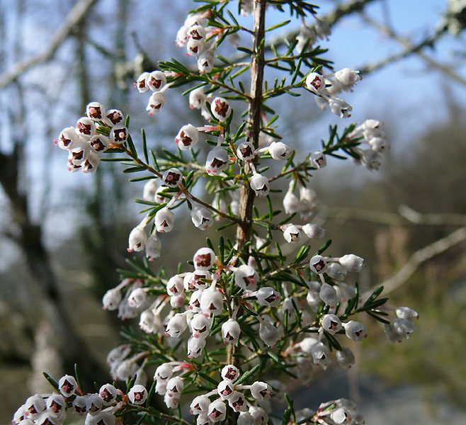 Image of Erica arborea specimen.