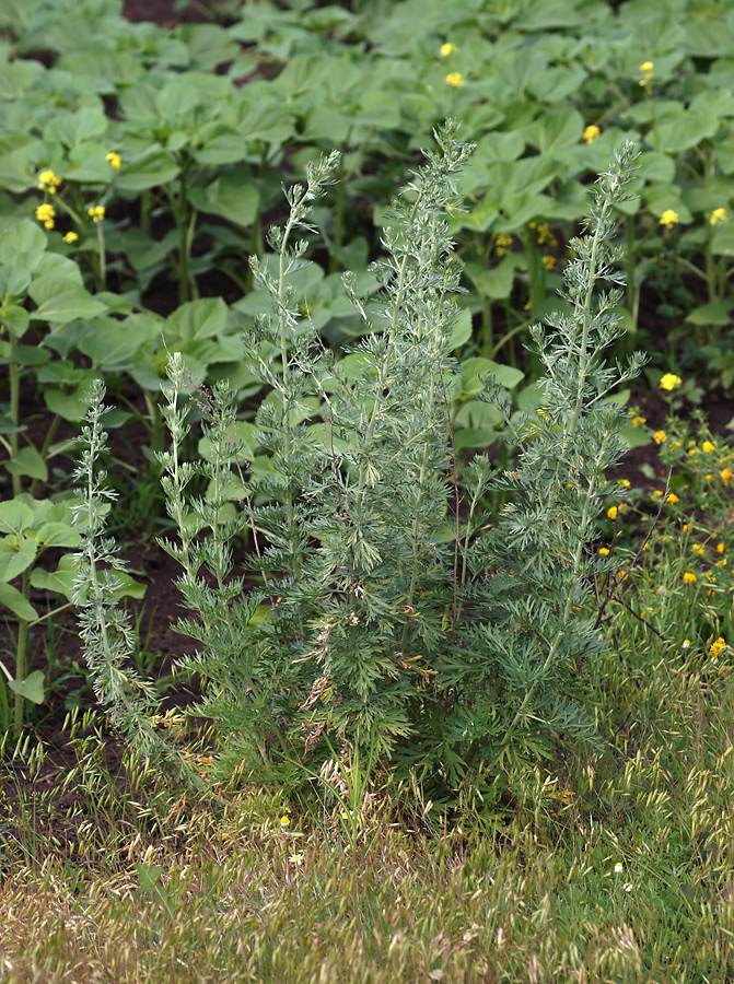 Image of Artemisia absinthium specimen.