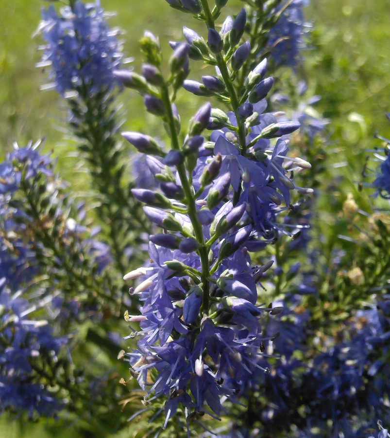 Image of Veronica longifolia specimen.