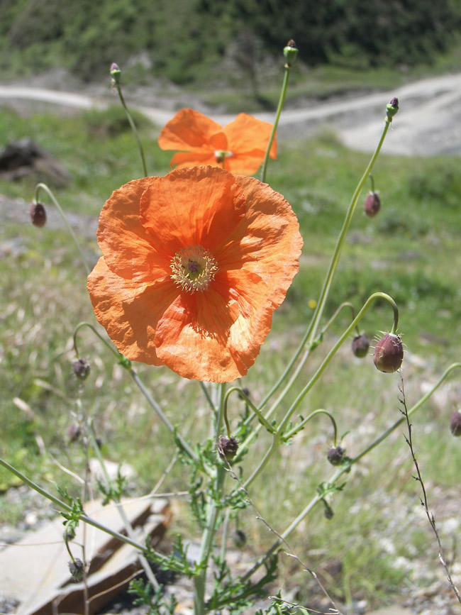 Изображение особи Papaver fugax.