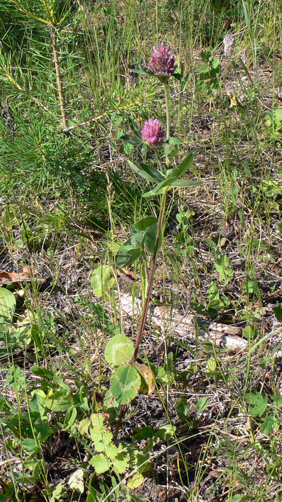 Изображение особи Trifolium pratense.