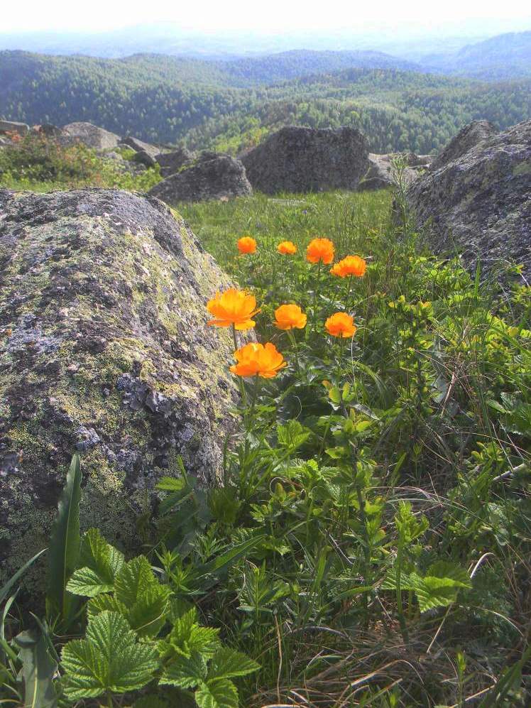 Image of Trollius asiaticus specimen.