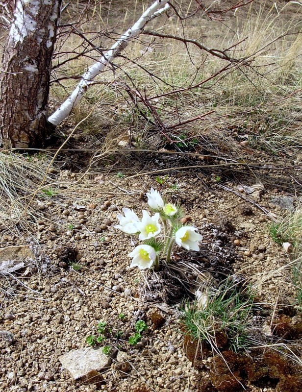 Изображение особи Pulsatilla patens.