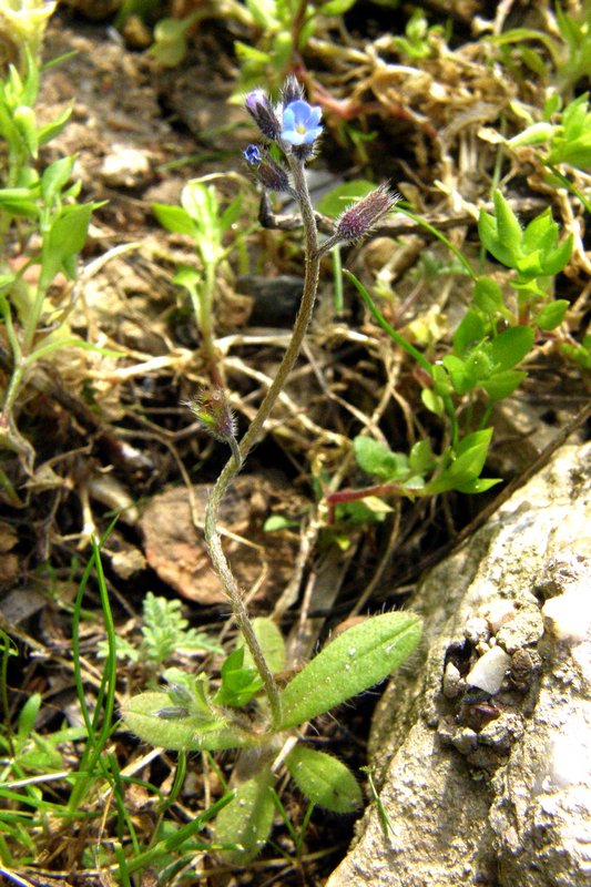 Image of Myosotis ramosissima specimen.