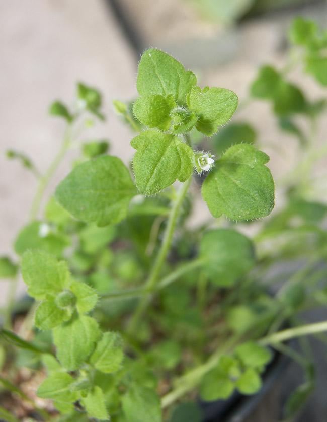 Image of Veronica sublobata specimen.