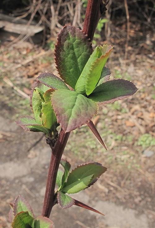 Image of genus Berberis specimen.