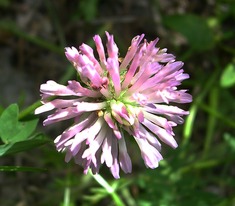 Изображение особи Trifolium pratense.