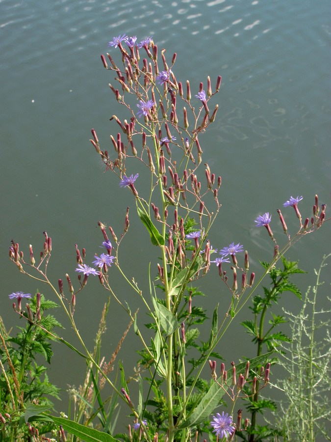 Image of Lactuca tatarica specimen.