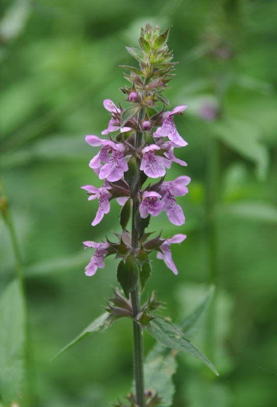 Image of Stachys palustris specimen.