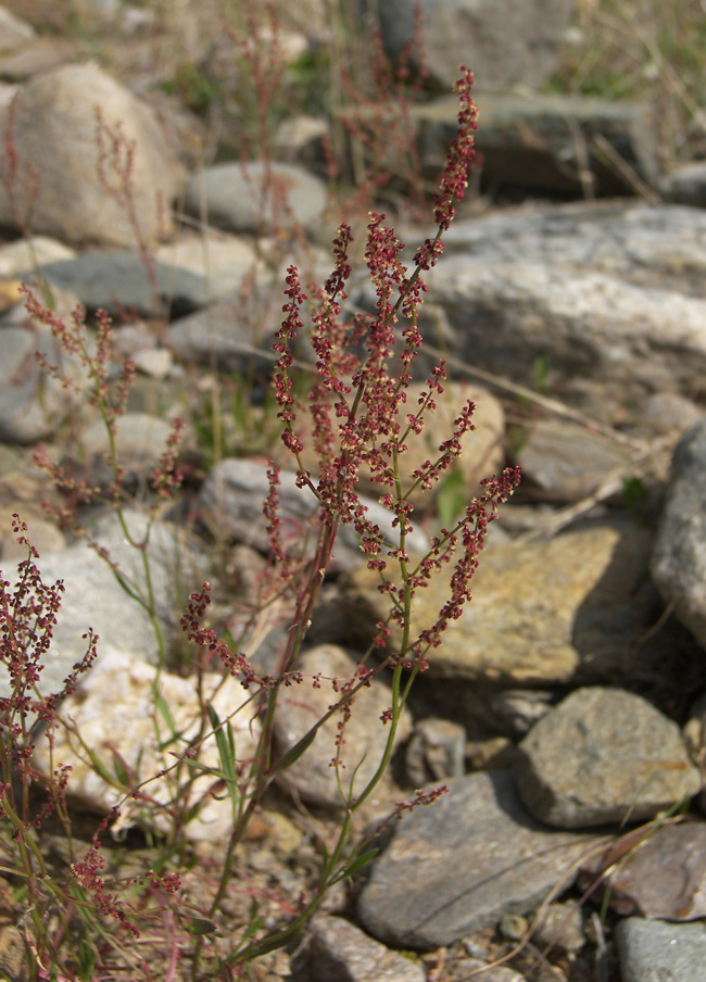 Image of Rumex acetoselloides specimen.