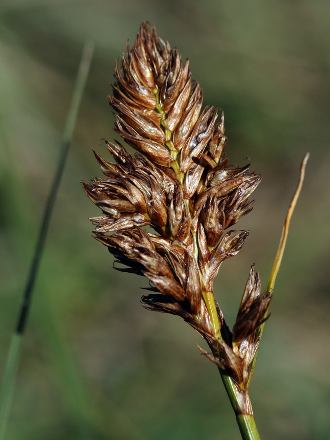 Image of Blysmus compressus specimen.