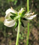 Parnassia palustris. Аномальный цветок. Архангельская обл., Вельский р-н, окр. пос. Усть-Шоноша. 08.08.2012.