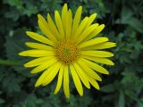 Doronicum carpaticum. Соцветие. Московская область, г. Кубинка, зарастающий газон. 21.05.2012.