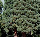 Sequoiadendron giganteum. Нижние части крон старых деревьев. Германия, г. Krefeld, ботанический сад. 16.09.2012.